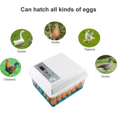 Incubatrice per uova, incubatrice completamente automatica, incubatrice per uova, pollo, oca, uccello, quaglia, tacchino, anatra, pollame, pulcino, incubatrice